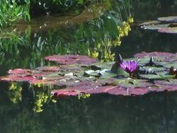 Water Garden Stock Footage