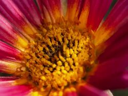 ECU T/L Shot of pink daisy with yellow stamen blooming / Studio City, California, United States Stock Footage