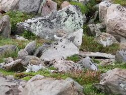 MS Shot of four ptarmigan walking on fall colored tundra / Idaho Springs, Colorado, United States Stock Footage