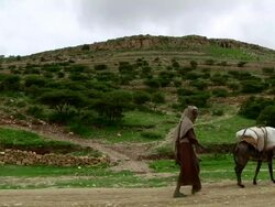 Woman and donkey carrying load walking through green landscape Stock Footage