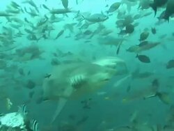 Medium pan-left pan-right - A scuba diver observes a shark swimming among fish. Stock Footage