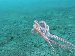 MS TS Mimic octopus swimming / Lembeh strait, Sulawesi, Indonesia  Stock Footage
