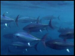 What it takes to rear bluefin tuna News Clip