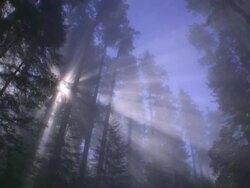 WS POV SLO MO View of redwood national park with sunbeam / Redwood National Park, California, USA Stock Footage