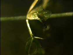 Venus fly trap catching frog Stock Footage