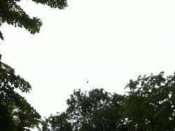 Flying crows Stock Footage