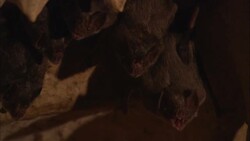 The heads of vampire bats show behind stalactites in a cave. Stock Footage