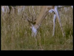 CU Springbok (Antidorcas marsupialis) grazing, zoom out to herd, Botswana Stock Footage