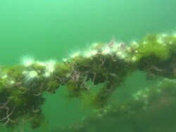 Jellyfish Lake, Fallen Log Palau, South Pacific  Stock Footage