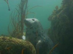Grey Seal Stock Footage