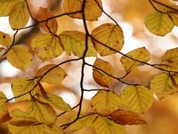  CU Leaves of autumn forest  / Kastel-Staadt, Rhineland-Palatinate, Germany Stock Footage