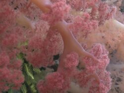 Dendronephthya Soft Coral, Monad Shoa, Malapascua, Philippines Stock Footage