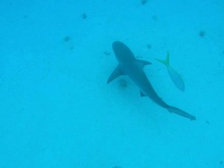 Grey reef shark, Carcharhinus amblyrhynchos, swims over seabed, Bahamas  Stock Footage
