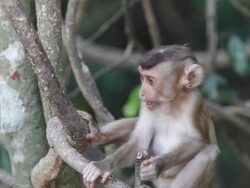 Young monkey Stock Footage