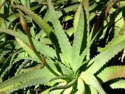 CU Shot of aloe vera trees / Mallorca, Spain Stock Footage