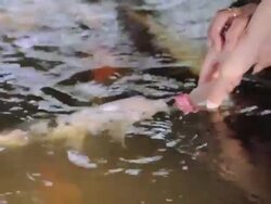 Feeding Koi fish with a bottle of milk Stock Footage