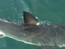 White shark at surface, South Africa,  Stock Footage
