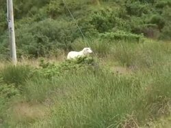 Sheep. in the field. Stock Footage