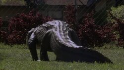 An alligator ambles across a suburban yard in Florida. Stock Footage