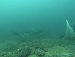 Mantas, into camera, Mozambique  Stock Footage