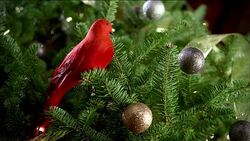 Closeup an artificial red bird sits on a branch of a decorated Christmas tree; hedge clippers enter frame and cut the branch. Stock Footage