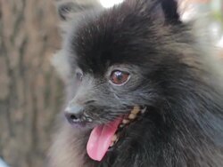 Black Dog,Close up Stock Footage