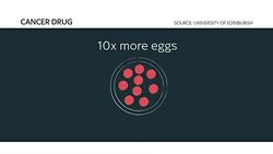 Scientists have discovered that a drug used to treat female cancer patients can also have the effect of reviving their ovaries News Clip