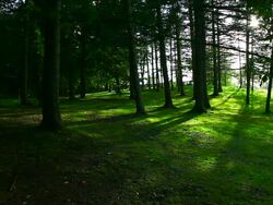 Forest Stock Footage