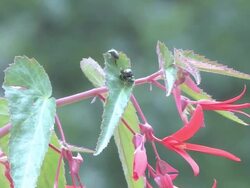 Begonia 7 - HD 30F Stock Footage