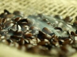 fried coffee beans Stock Footage