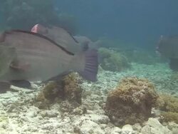 Shoal of Bumphead Wrasse Stock Footage