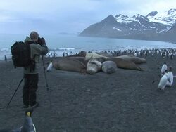 WS, Man photographing southern elephant seals (Mirounga leonina) and king penguins (Aptenodytes patagonicus) on beach, bay and mountains in background, South Georgia Island, Falkland Islands, British overseas territory Stock Footage