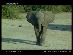 CU Baby African Elephant (Loxodonta africana) walking to camera, raises head, Botswana Stock Footage