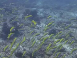 Yellowback Fusilier Stock Footage