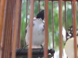 Red-whiskered Bulbul in the birdcage. Stock Footage