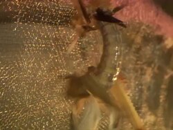 Close Up - Upside down locust struggles to right itself / Australia Stock Footage