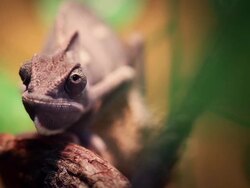 Chameleon close up video: like a Dinosaur Stock Footage