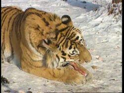 Russia - Tigers losing ground in Siberia News Clip