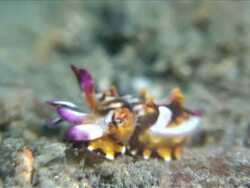 CU ZI ZO Flamboyant cuttlefish hatchling / Lembeh strait, Sulawesi, Indonesia  Stock Footage