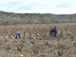 Spanish winemaker follows tradition Stock Footage
