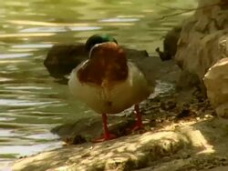Duck Stock Footage