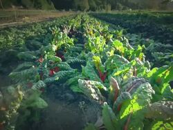 MS POV Leafy greens in field in Organic Farm / Langlois, Oregon, United States Stock Footage