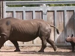 Chicago's Lincoln Park Zoo Host Preview Of Baby Rhinoceros Stock Footage