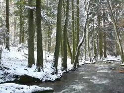 HD Forest Stream in Winter Panning (4:2:2) Stock Footage
