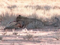 Cheetah feeding on a killed Springbok Stock Footage