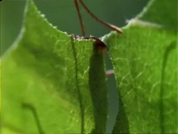 Leafcutter Ant, CU ant cutting leaf; Panama; Stock Footage