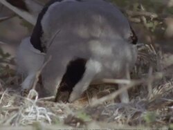 CU Great Grey Shrike arrives at nest with small lizard, Oman Stock Footage