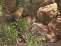 African Wild Dog (Lycaon pictus) with prey; pups left behind; with audio, Kenya Stock Footage