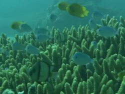 Medium static - Tropical fish swim around antler coral / Heron Island, Australia Stock Footage
