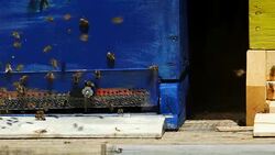 Honey Bees Arriving At The Hive Stock Footage